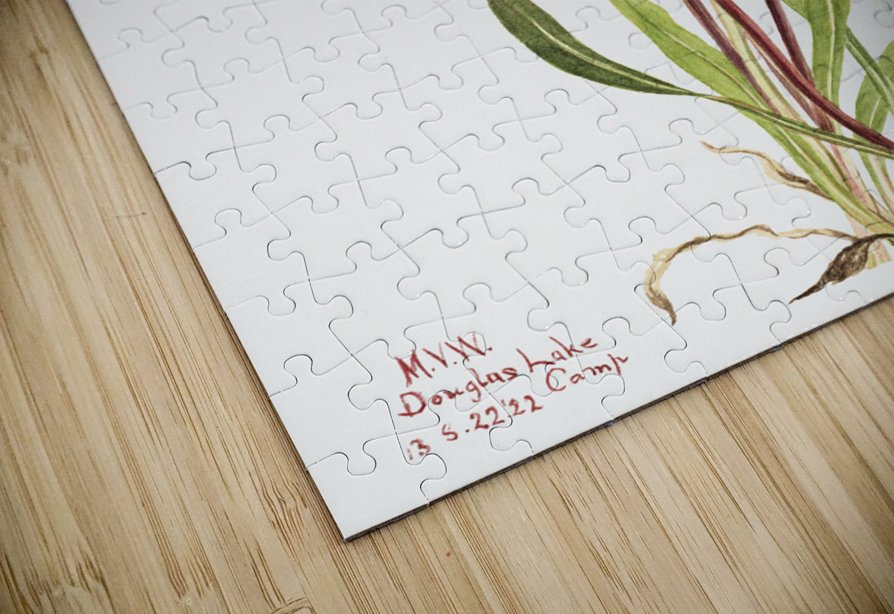 Slender Agoseris Agoseris gracilens 1922 IStockHistory com Puzzle