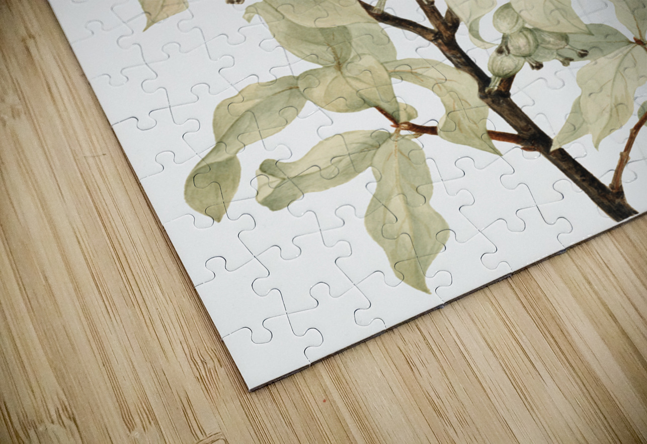 Silverberry Elaeagnus commutata 1922 IStockHistory com Puzzle