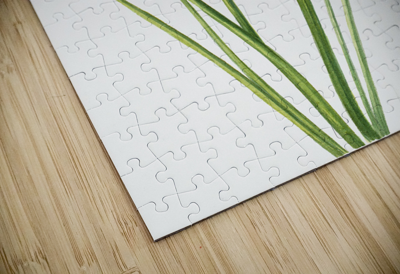 Northern Onion Allium sibiricum 1920 IStockHistory com Puzzle