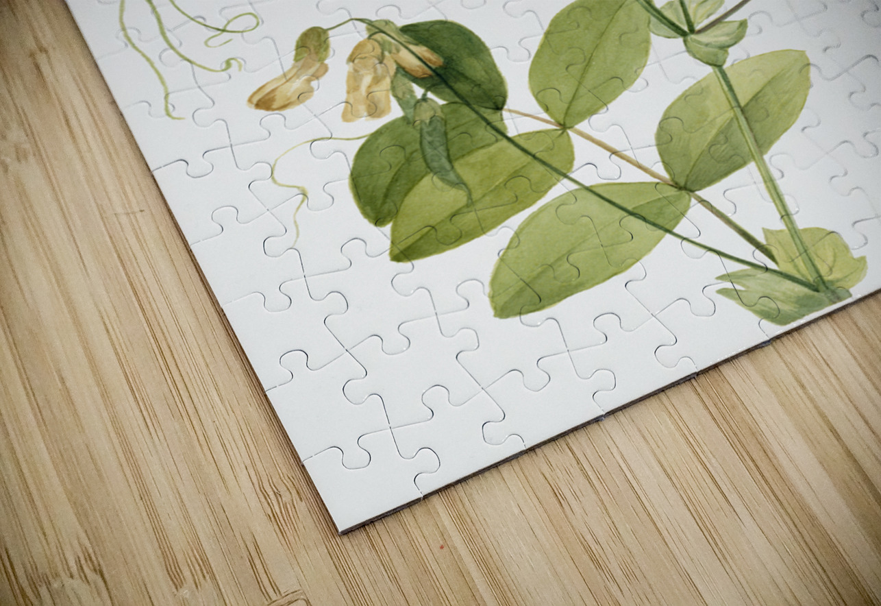 White Pea Lathyrus ochroleucus 1920 IStockHistory com Puzzle