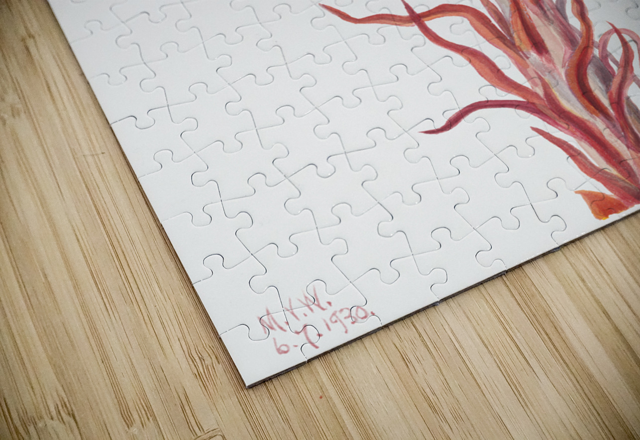 Snow Plant Sarcodes sanguinea 1930 IStockHistory com Puzzle