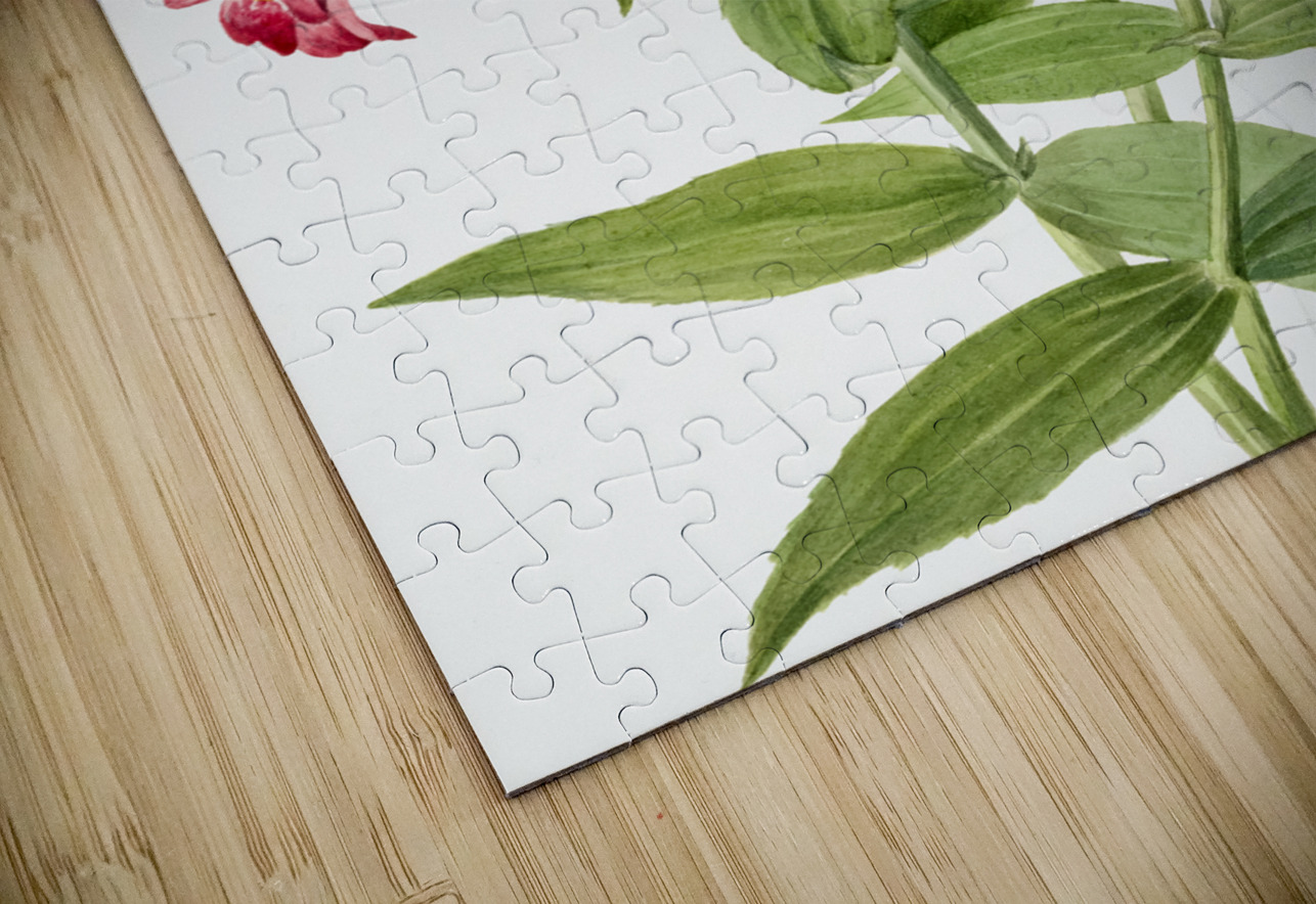 Lewis Monkey Flower Mimulus lewisii 1899 IStockHistory com Puzzle