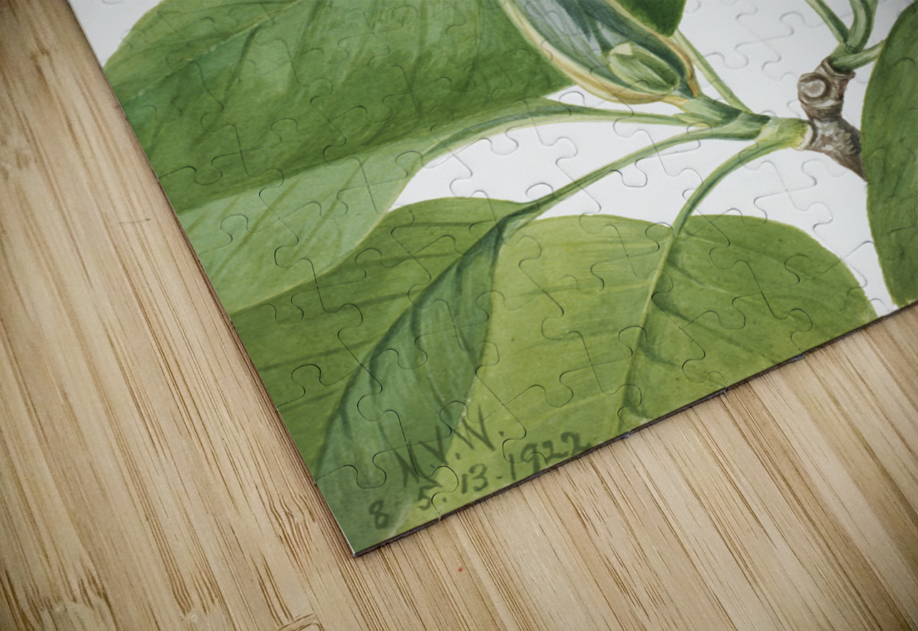 Cucumbertree Magnolia acuminata 1922 IStockHistory com Puzzle