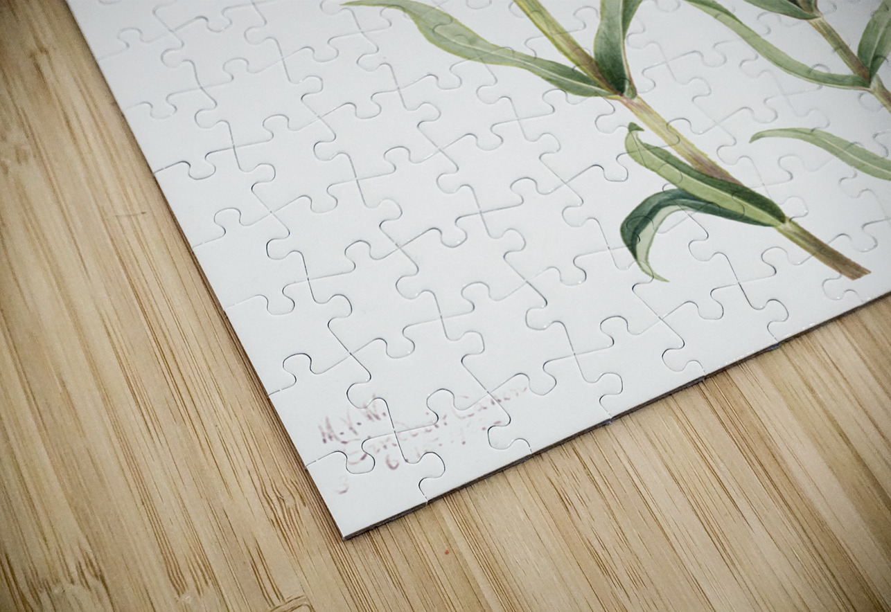 Prairie Pentstemon Pentstemon erianthera 1923 IStockHistory com Puzzle