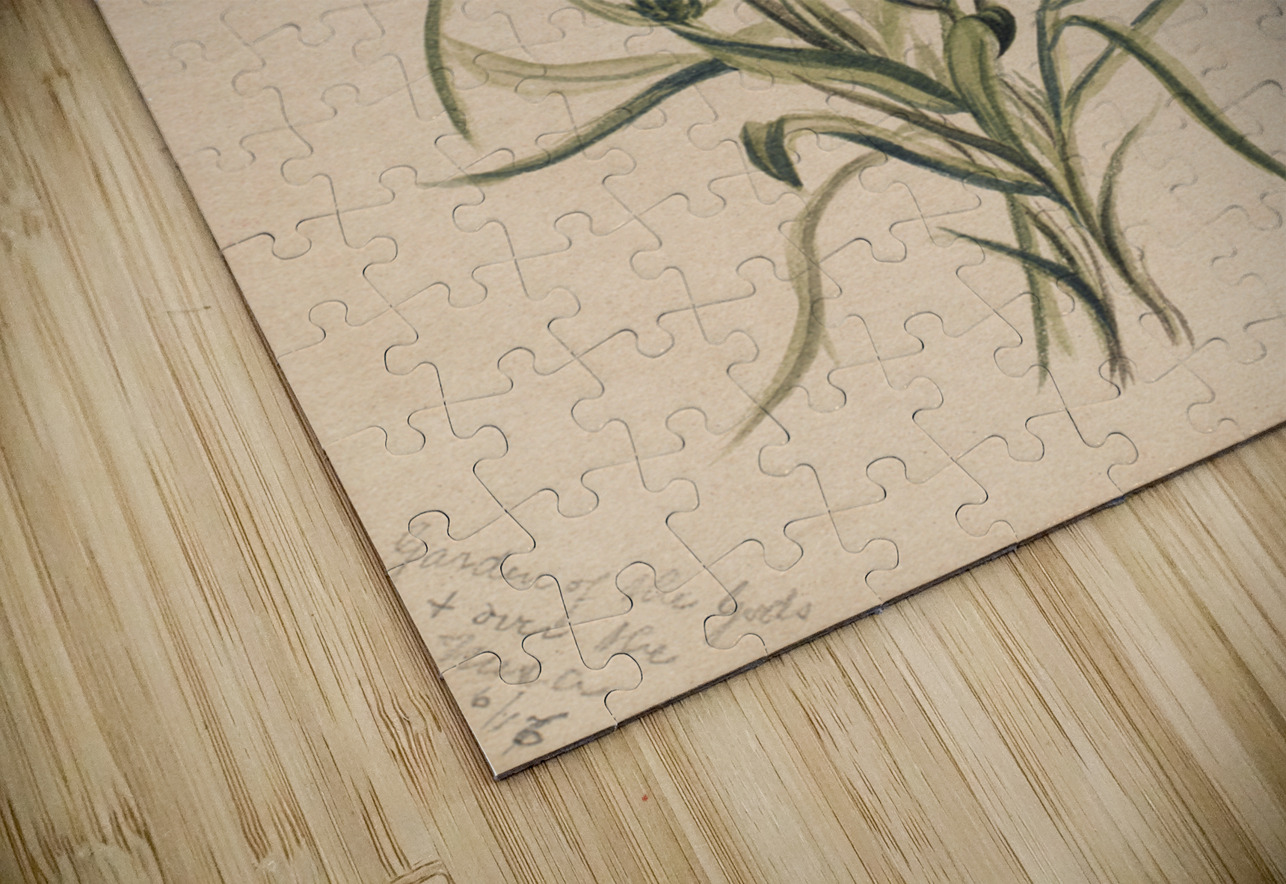 Indian Paintbrush Castilleja rhexifolia 1883 IStockHistory com Puzzle