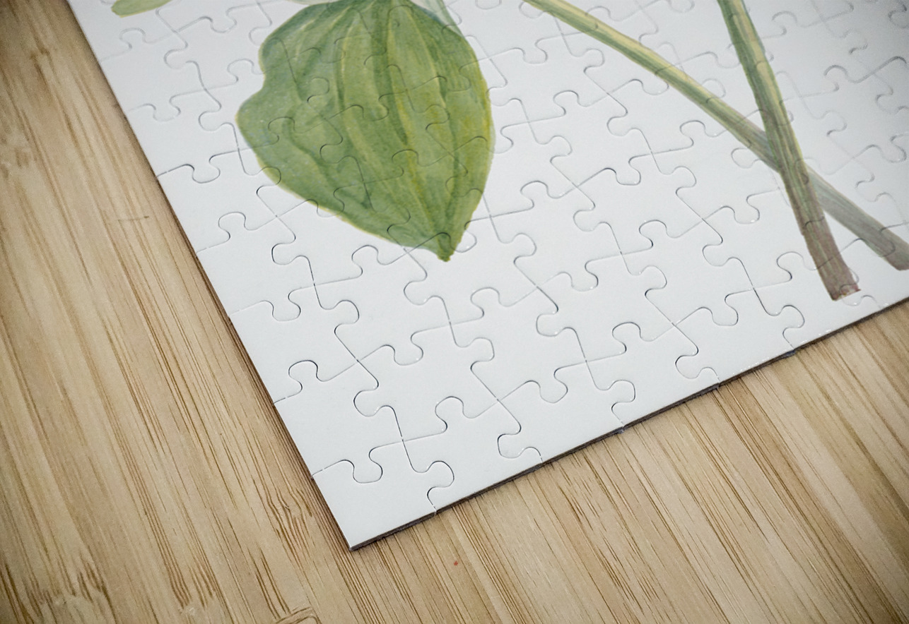 Toad Trillium Trillium sessile 1920 IStockHistory com Puzzle