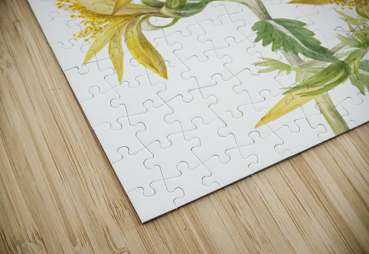 Blazing Star Mentzelia laevicaulis 1930 IStockHistory com Puzzle