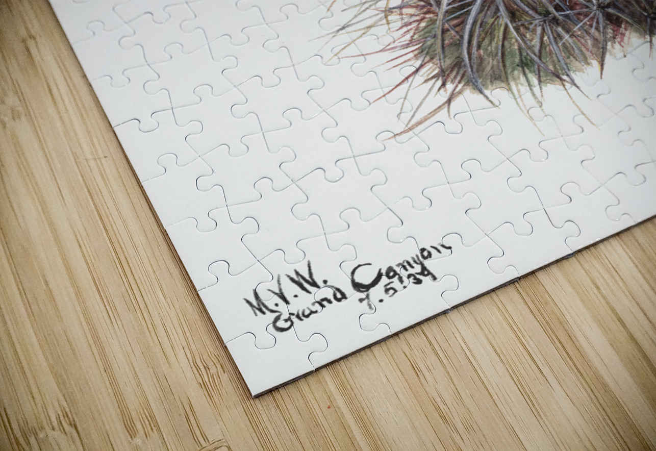 Cucumber cactus 1939 IStockHistory com Puzzle