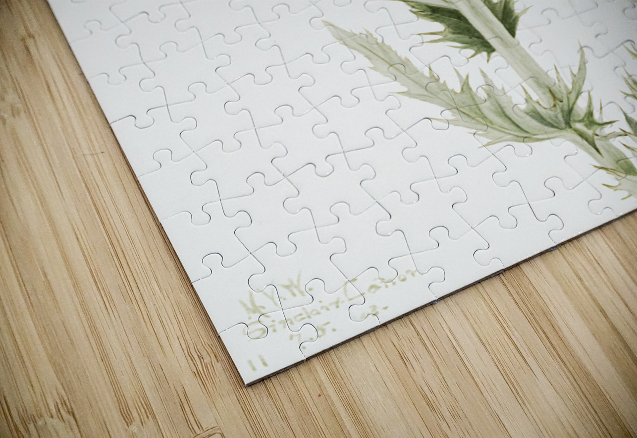 Prairie Thistle Cirsium undulatum 1923 IStockHistory com Puzzle