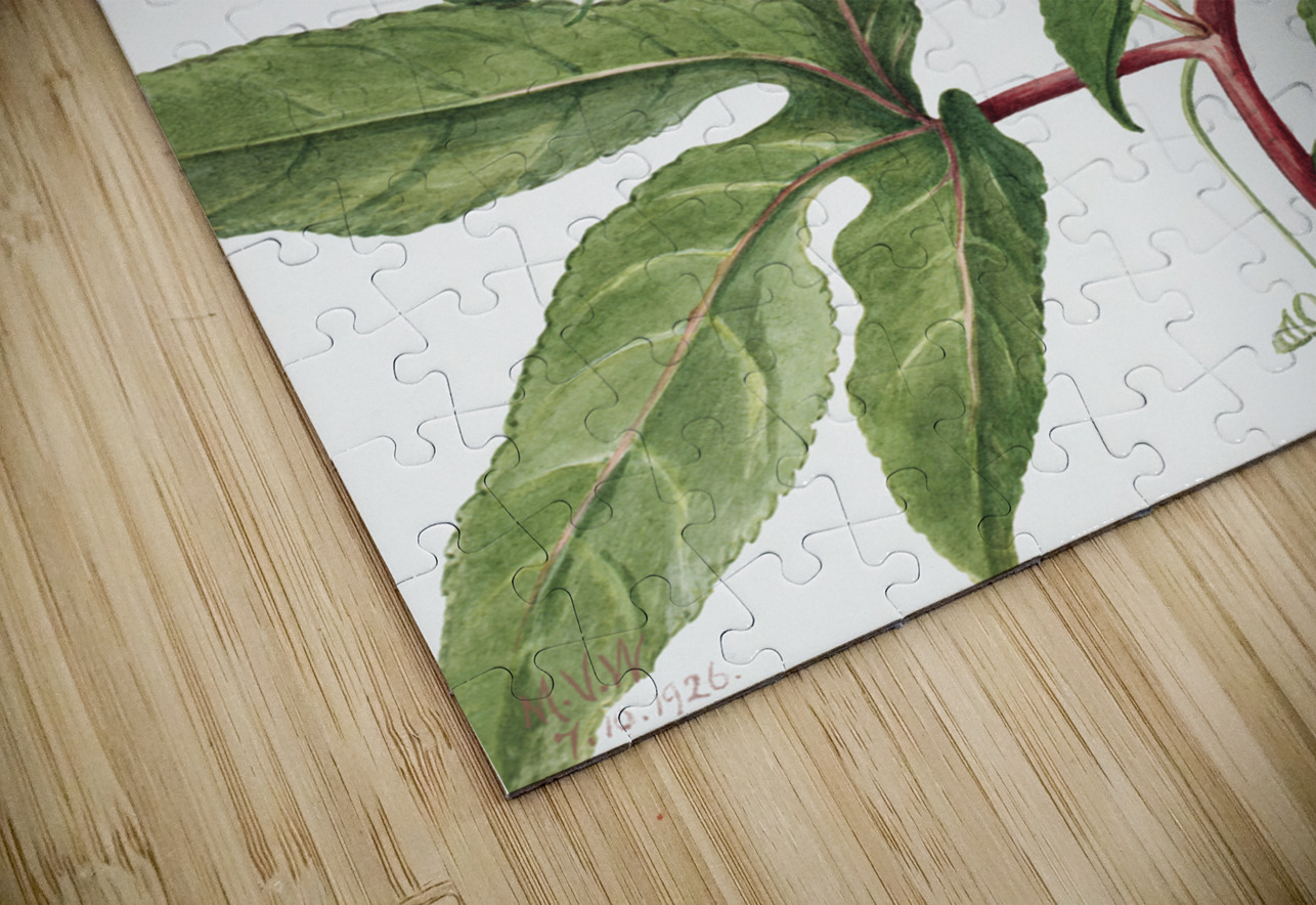 Maypop Passiflora incarnata 1926 IStockHistory com Puzzle