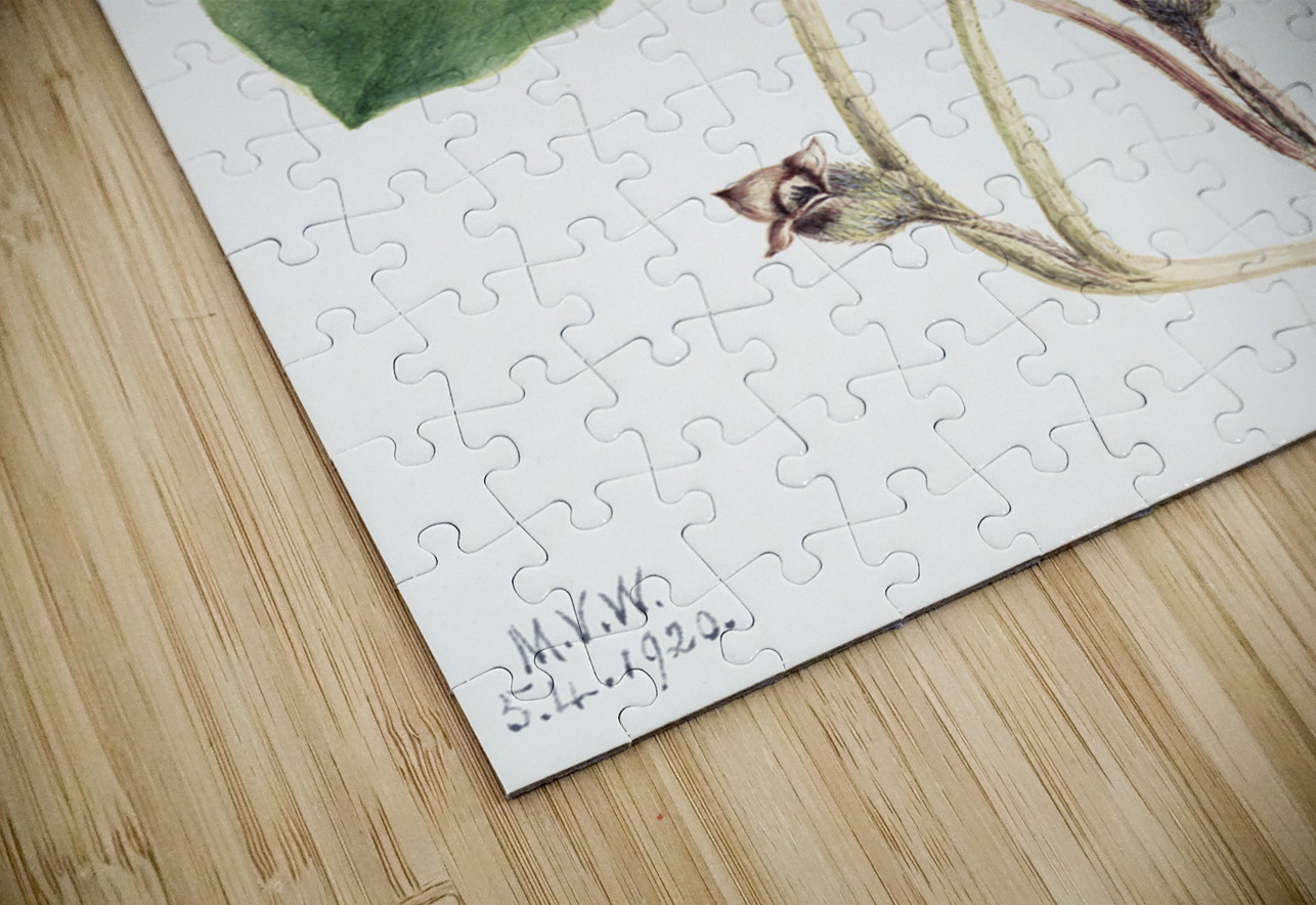 Maypop Passiflora incarnata 1926 IStockHistory com Puzzle