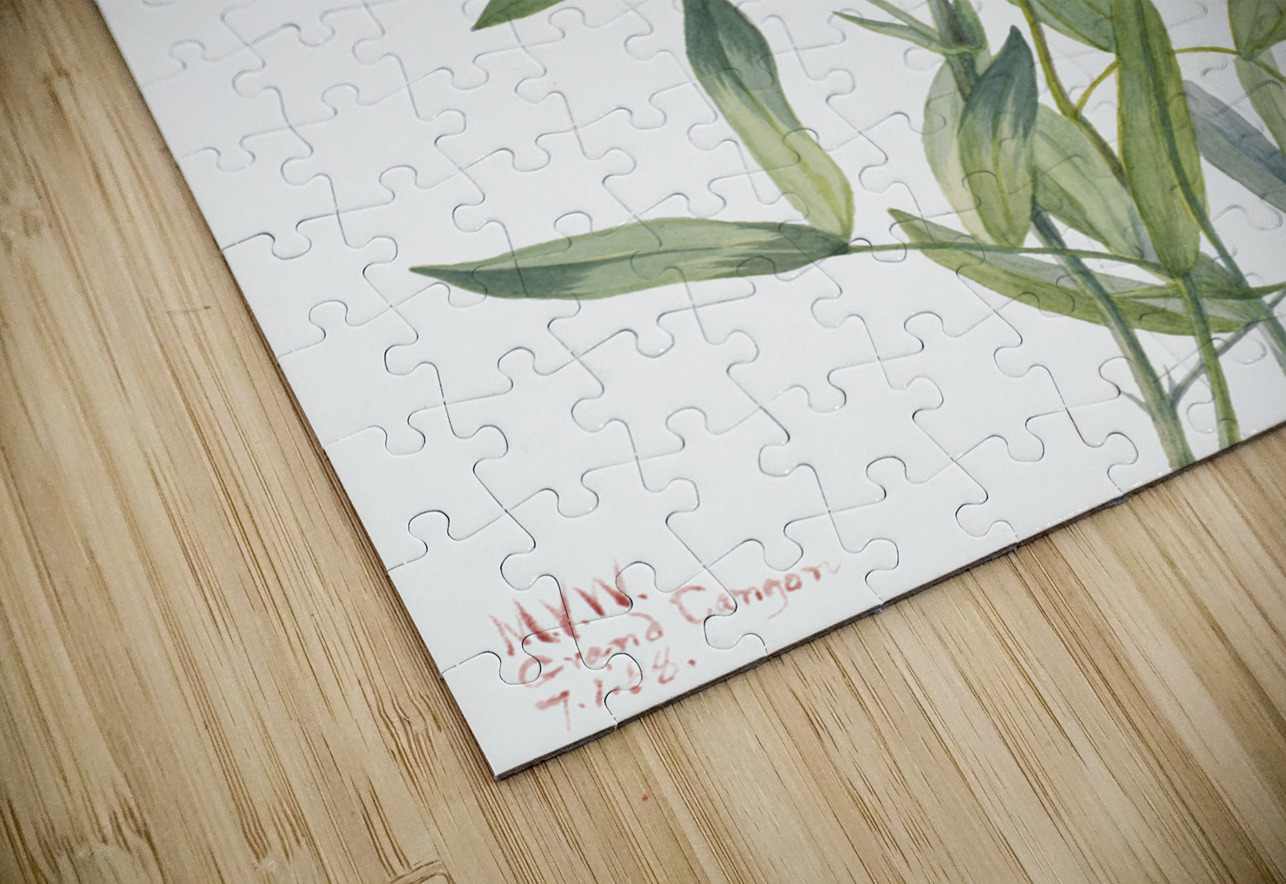 Wild Pea Lathyrus decaphyllus 1938 IStockHistory com Puzzle