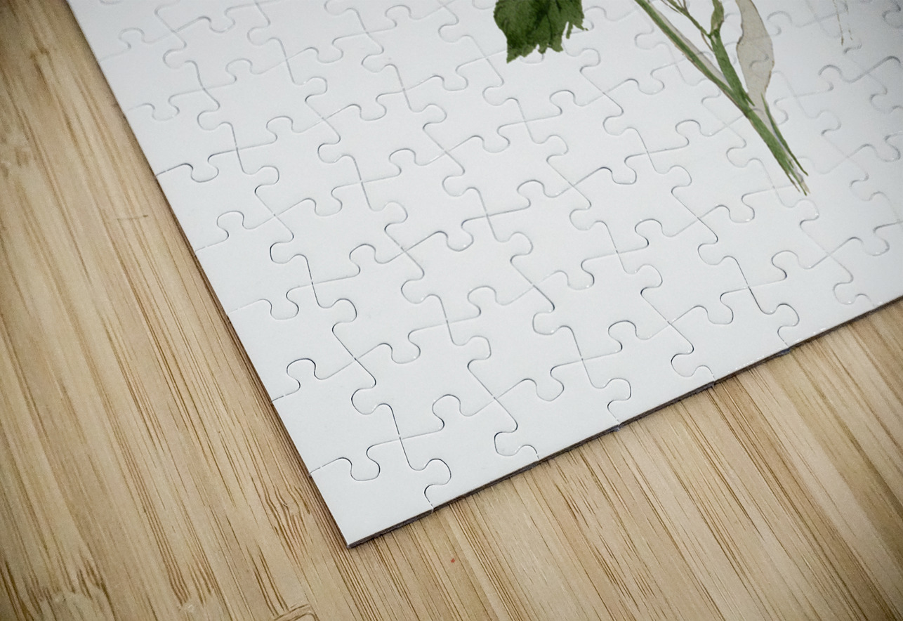 Flower Study 1876–1878 IStockHistory com Puzzle