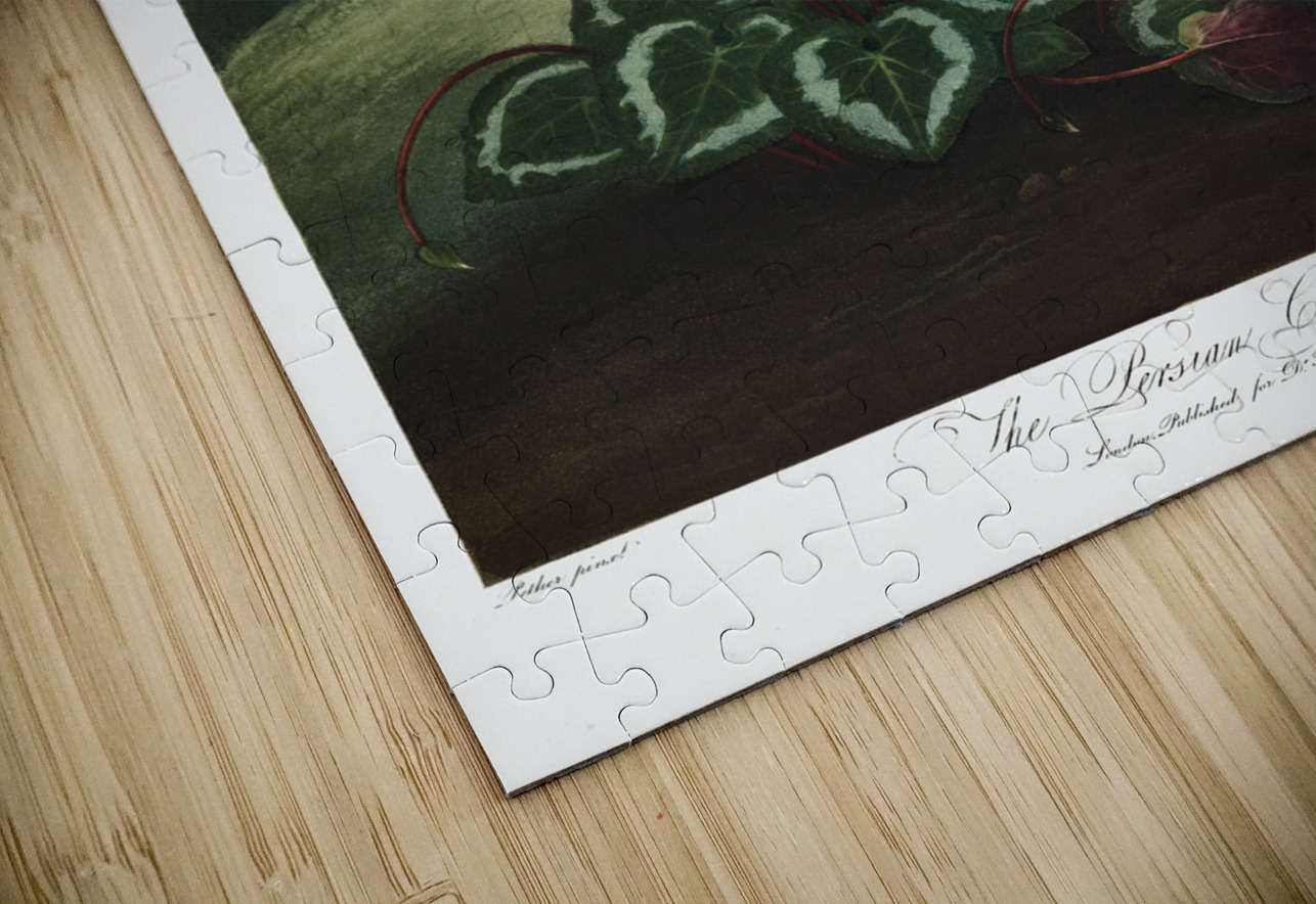 The Persian Cyclamen  IStockHistory com Puzzle