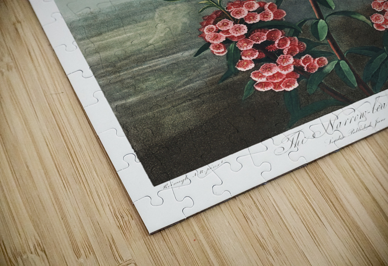 The Narrow–Leaved Kalmia IStockHistory com Puzzle