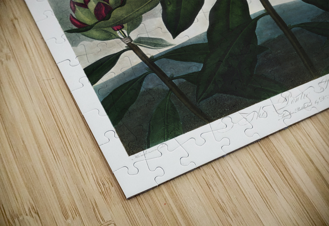 The Pontic Rhododendron IStockHistory com Puzzle