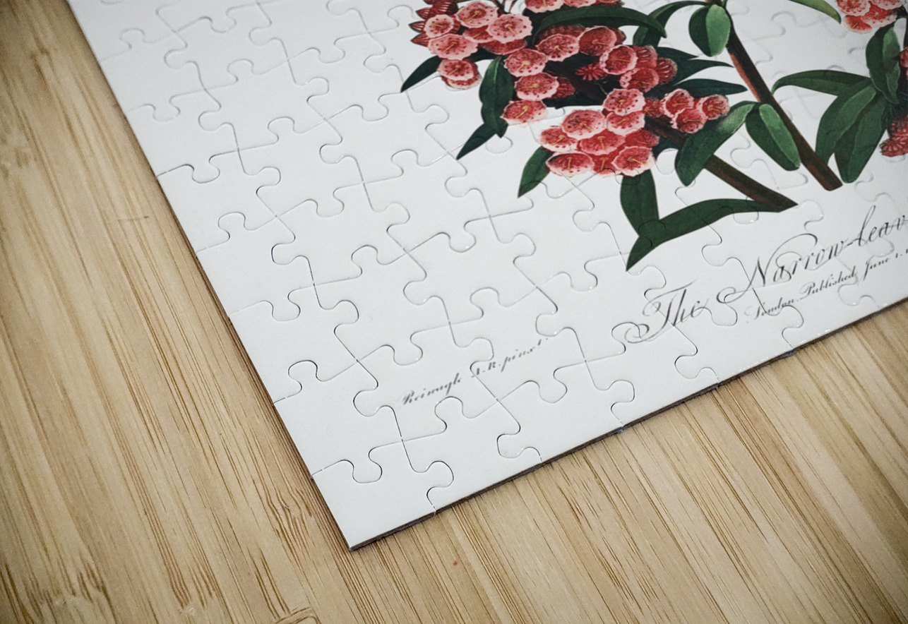 The Narrow–Leaved Kalmia IStockHistory com Puzzle
