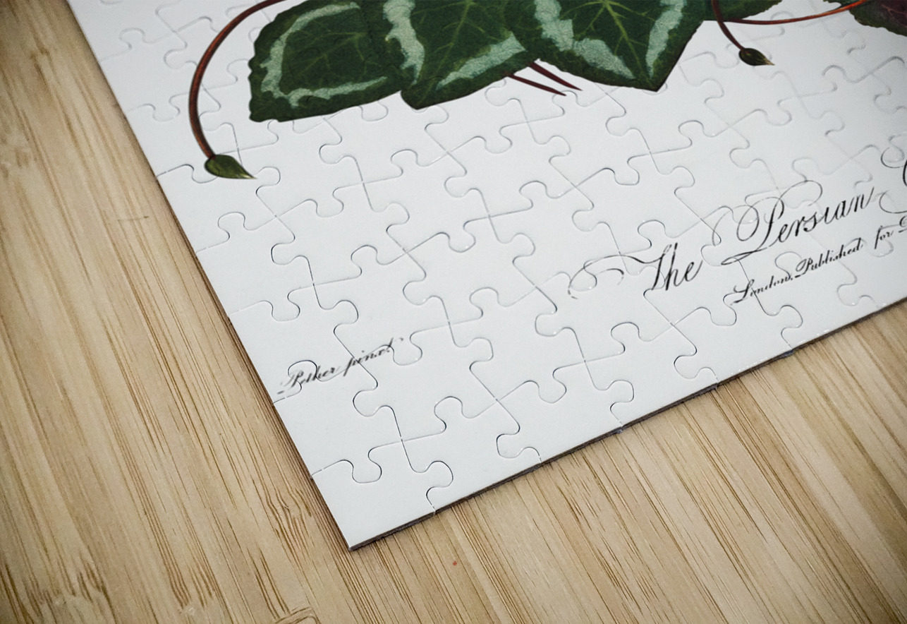 The Narrow–Leaved Kalmia IStockHistory com Puzzle