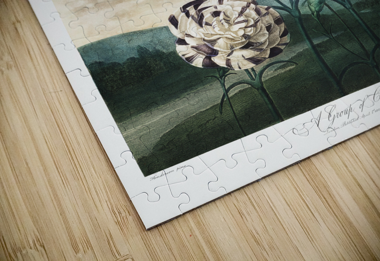 A Group of Carnations IStockHistory com Puzzle