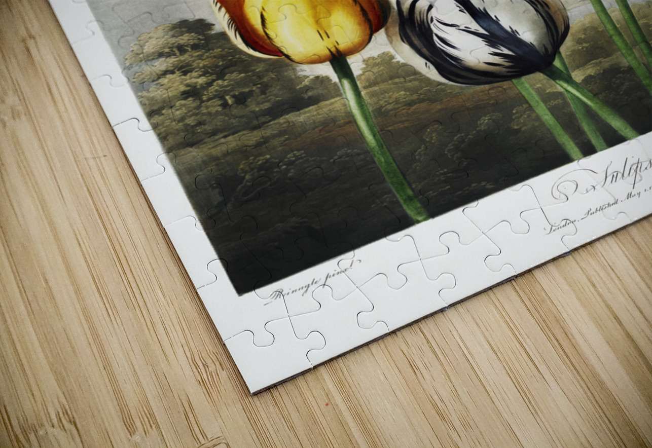 Tulips  IStockHistory com Puzzle