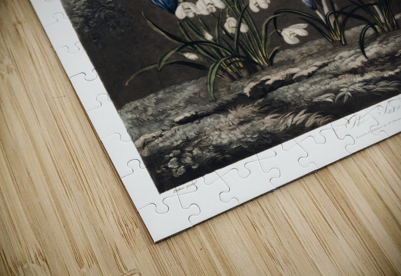 The Snowdrops IStockHistory com Puzzle