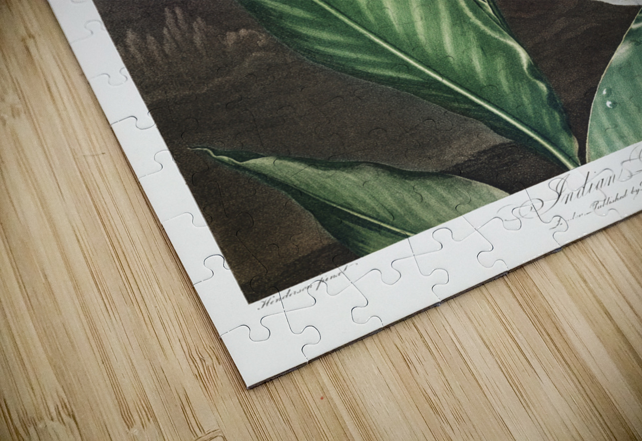 Indian Reed  IStockHistory com Puzzle