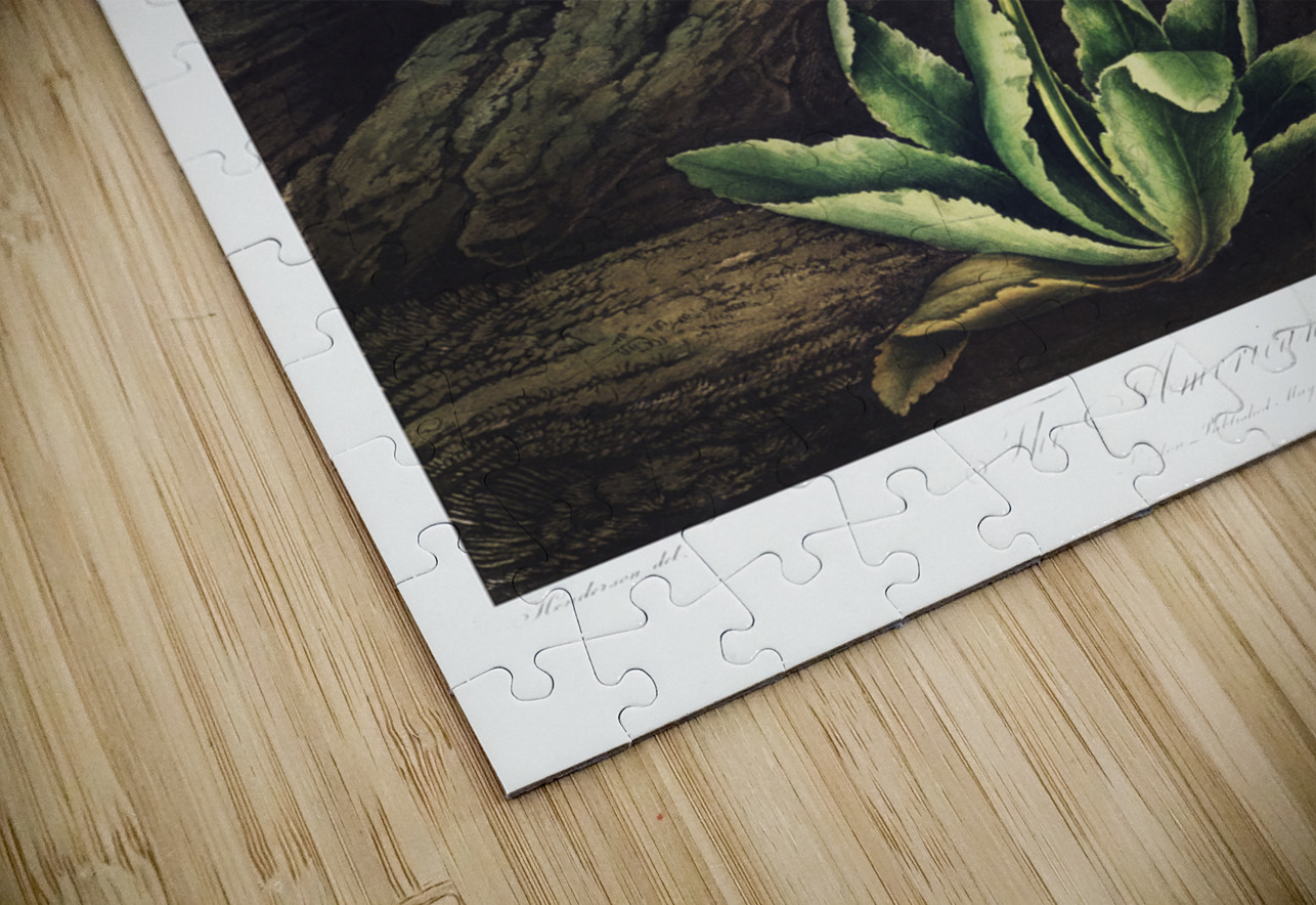 The American Cowslip IStockHistory com Puzzle