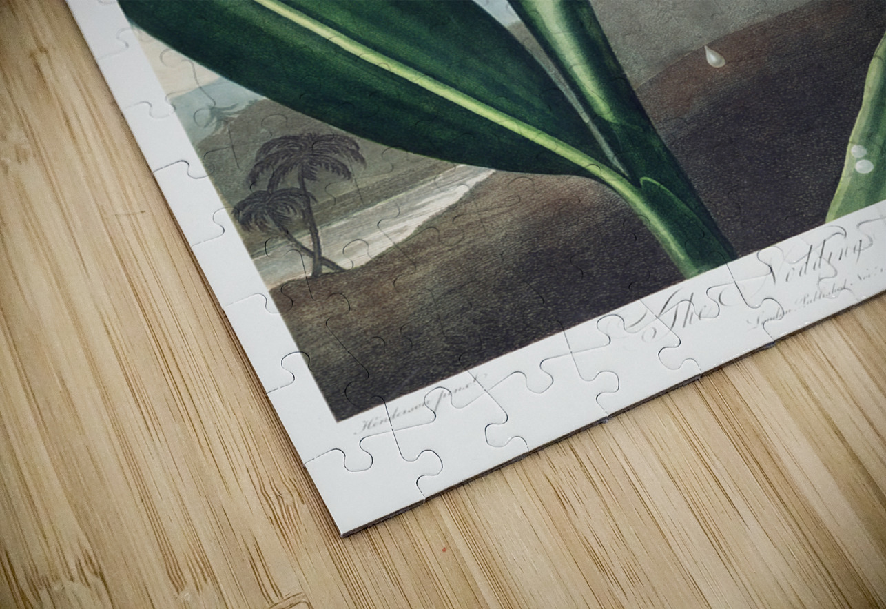 The Nodding Renealmia IStockHistory com Puzzle