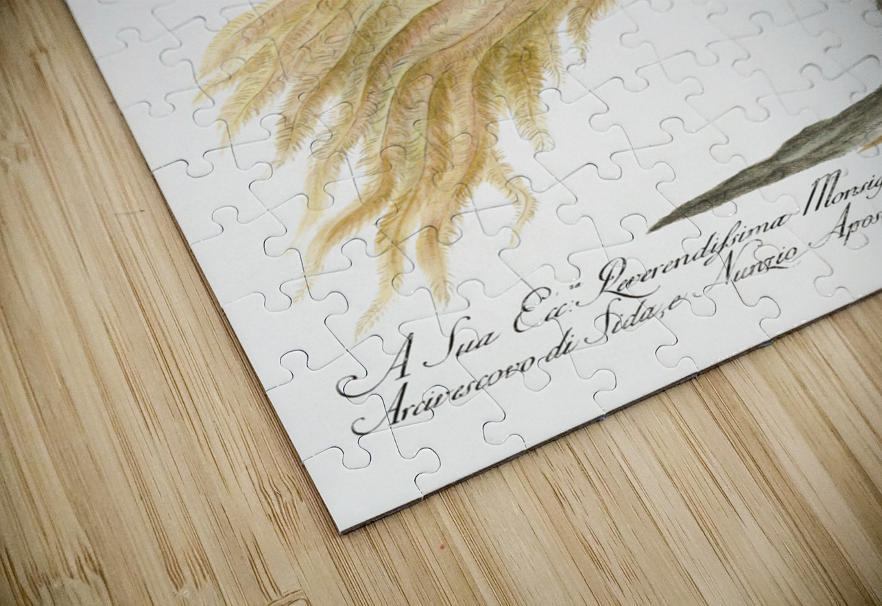 Manucodiata sive paradisaea Bird of Paradise IStockHistory com Puzzle