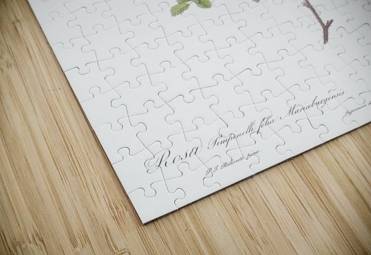 White burnet roses IStockHistory com Puzzle