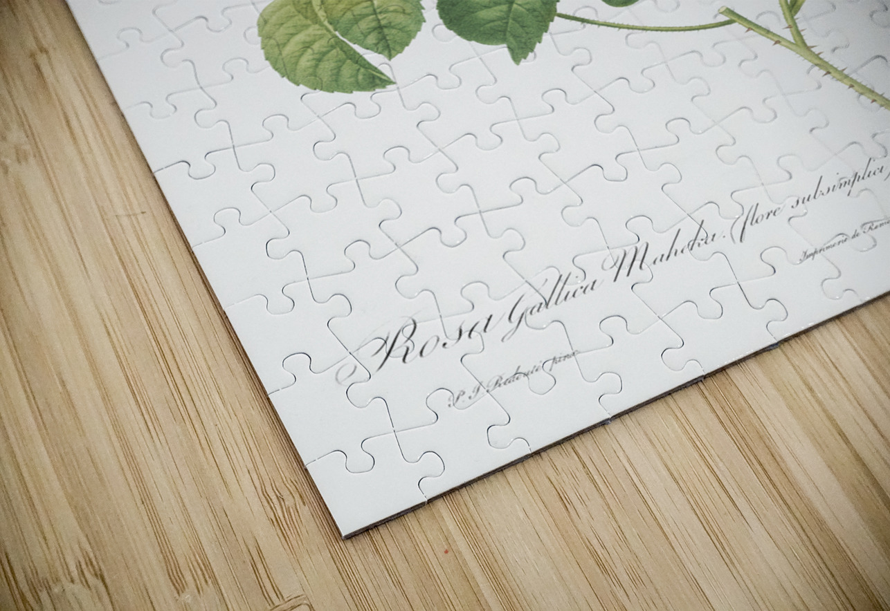 Simple-Flowered French Rose IStockHistory com Puzzle