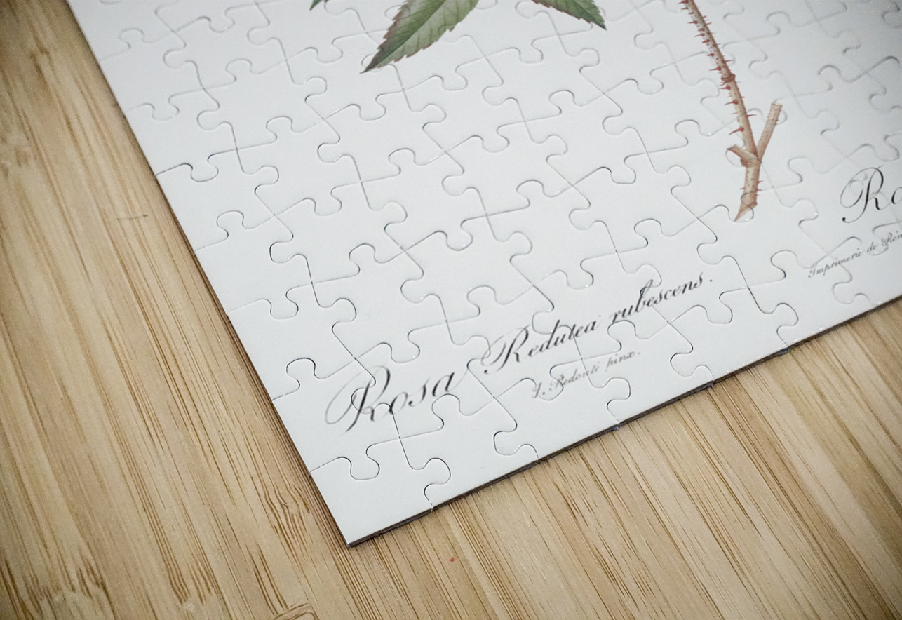 Vintage red rose IStockHistory com Puzzle