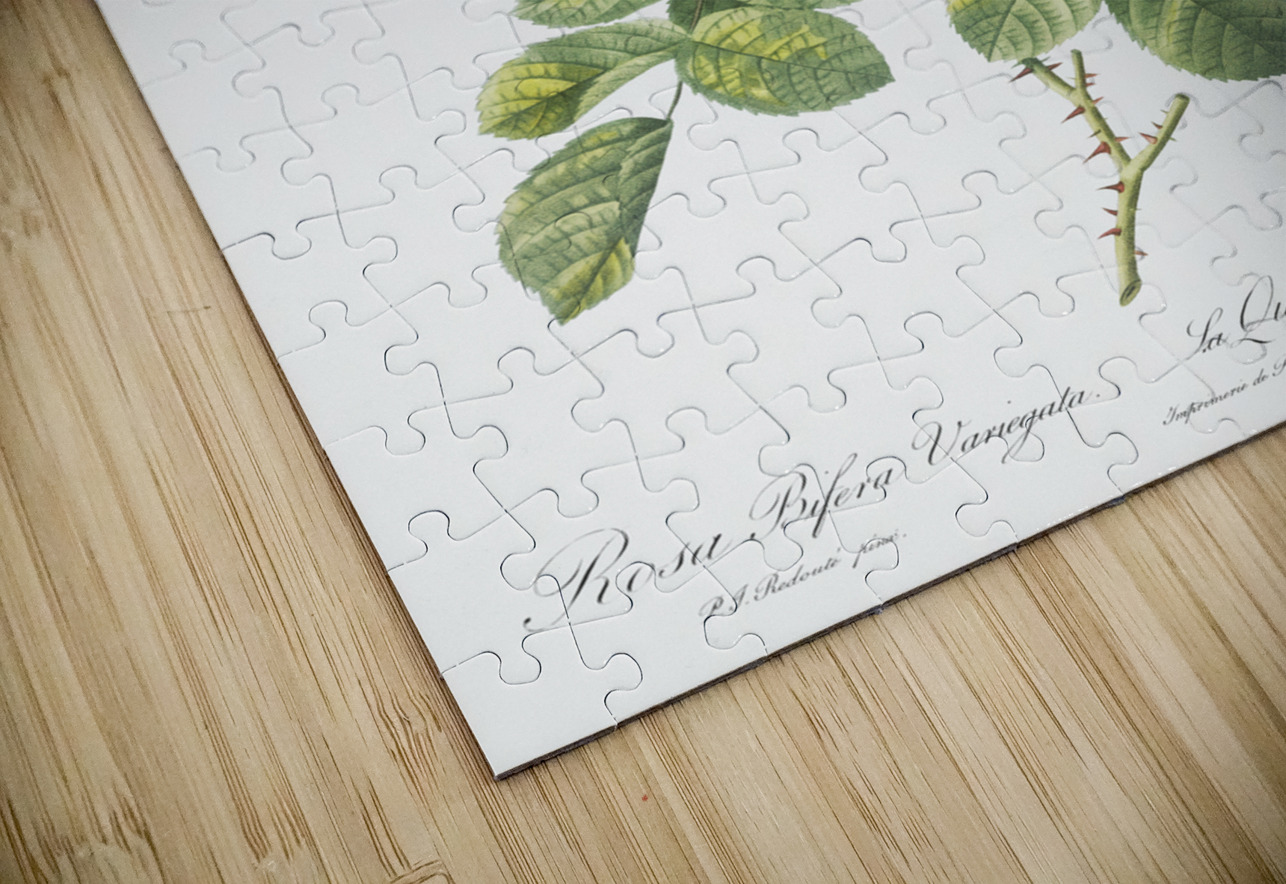 Four seasons rose in bloom IStockHistory com Puzzle