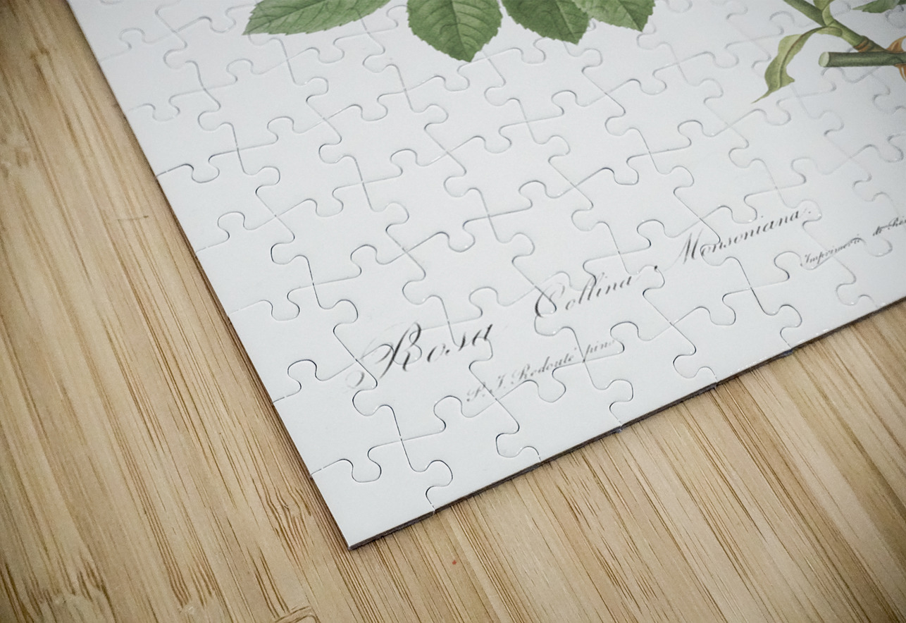 Lady monson rose in bloom IStockHistory com Puzzle