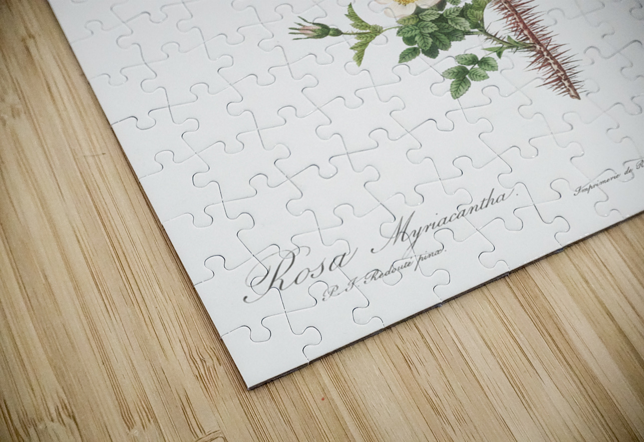 Scotch rose in bloom IStockHistory com Puzzle