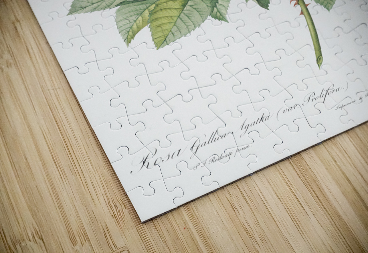 Pink agatha rose IStockHistory com Puzzle