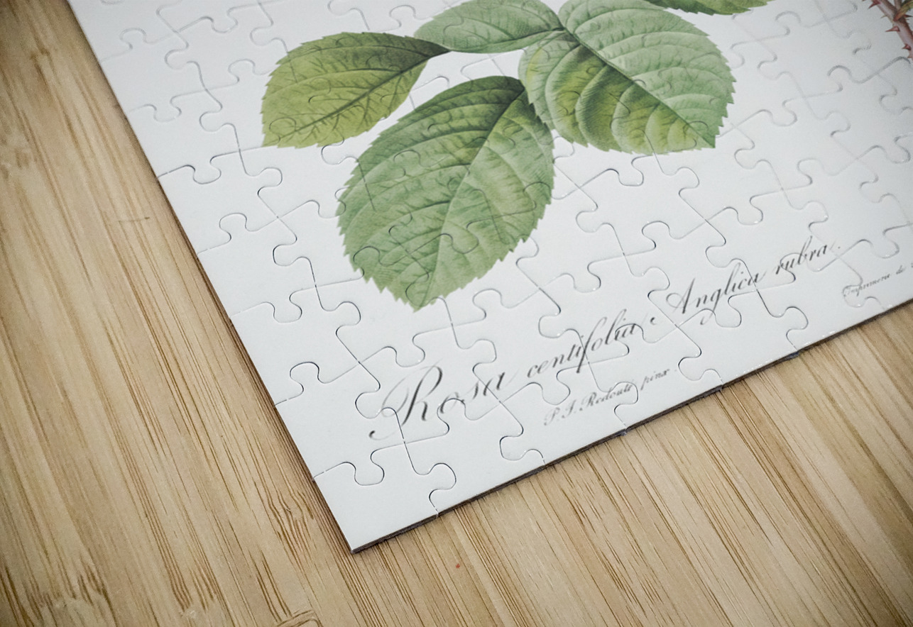 Pink agatha rose IStockHistory com Puzzle