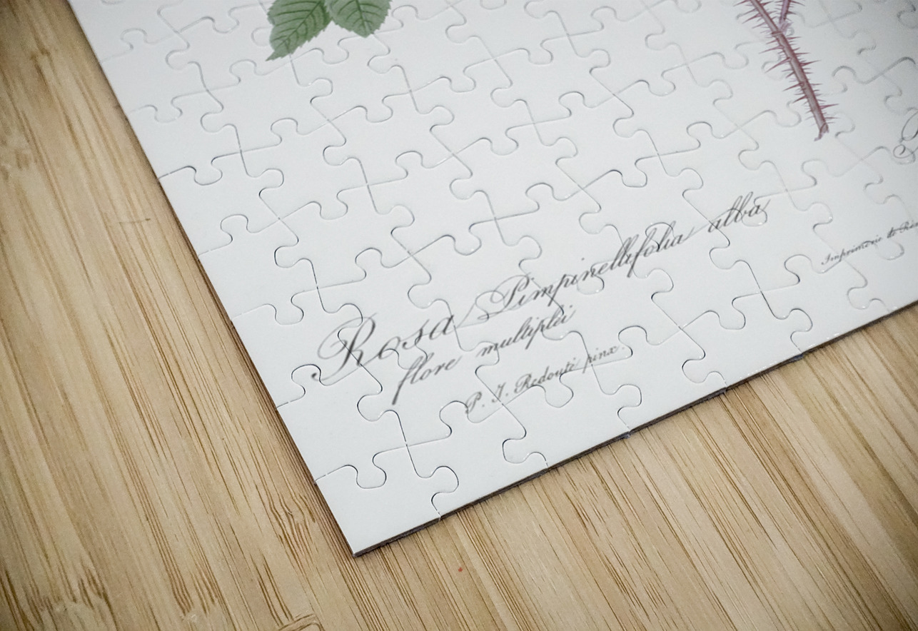 White flowered rose IStockHistory com Puzzle