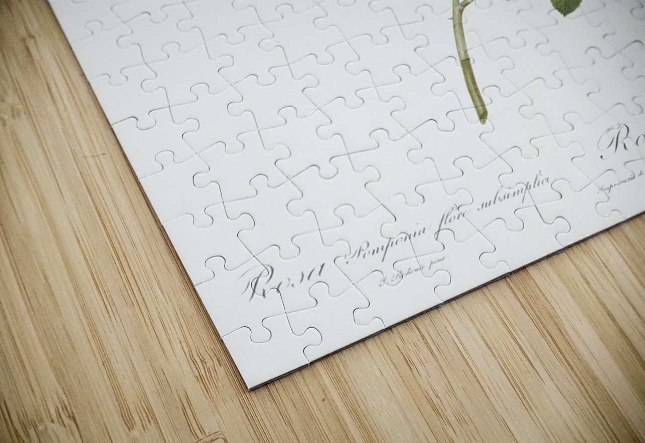 Speckled provins rose IStockHistory com Puzzle