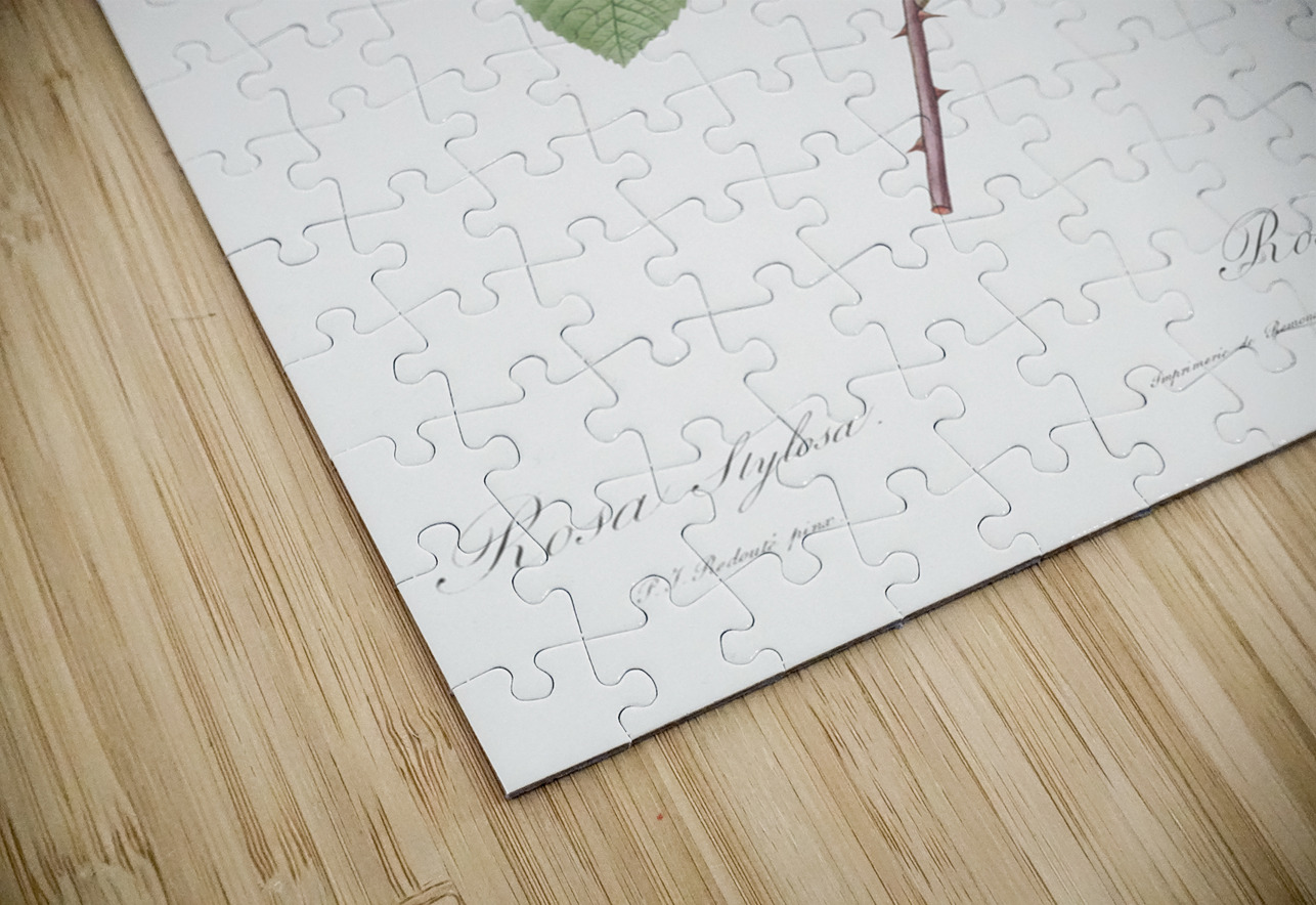 Beautiful field rose IStockHistory com Puzzle