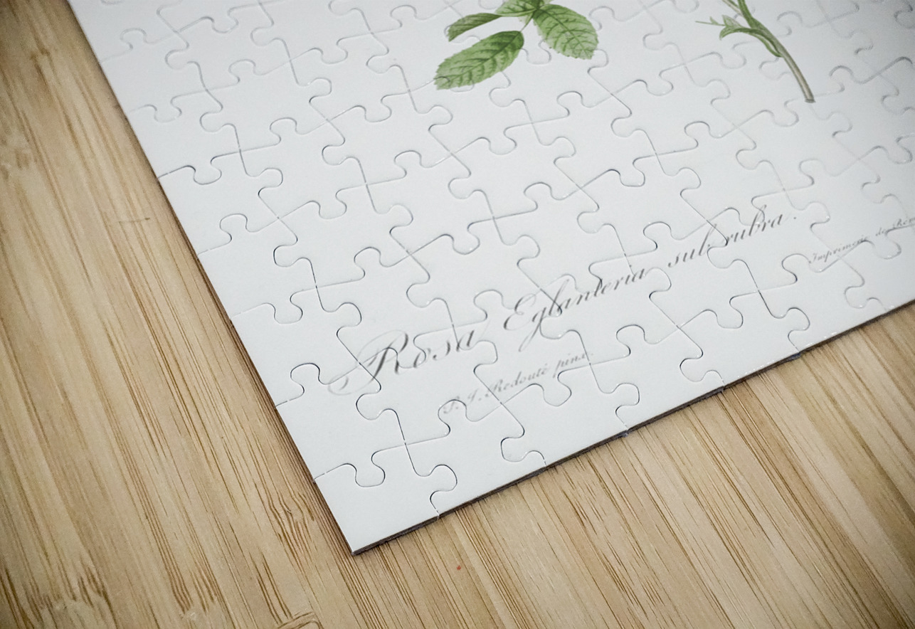 Pink provins rose IStockHistory com Puzzle