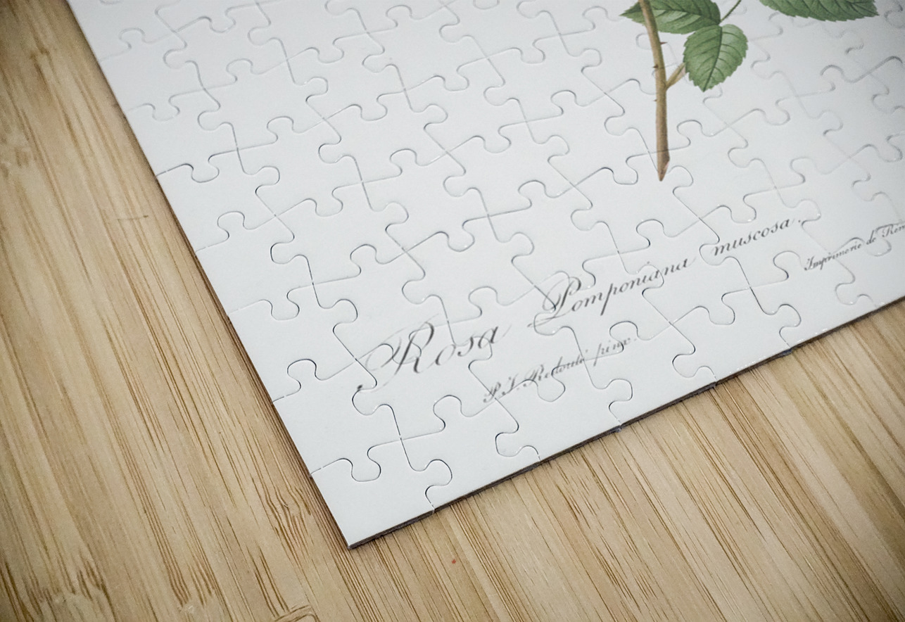 Mossy pompon rose IStockHistory com Puzzle