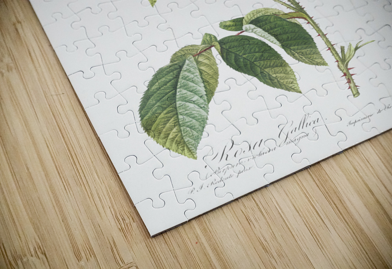 Blooming purple roses IStockHistory com Puzzle