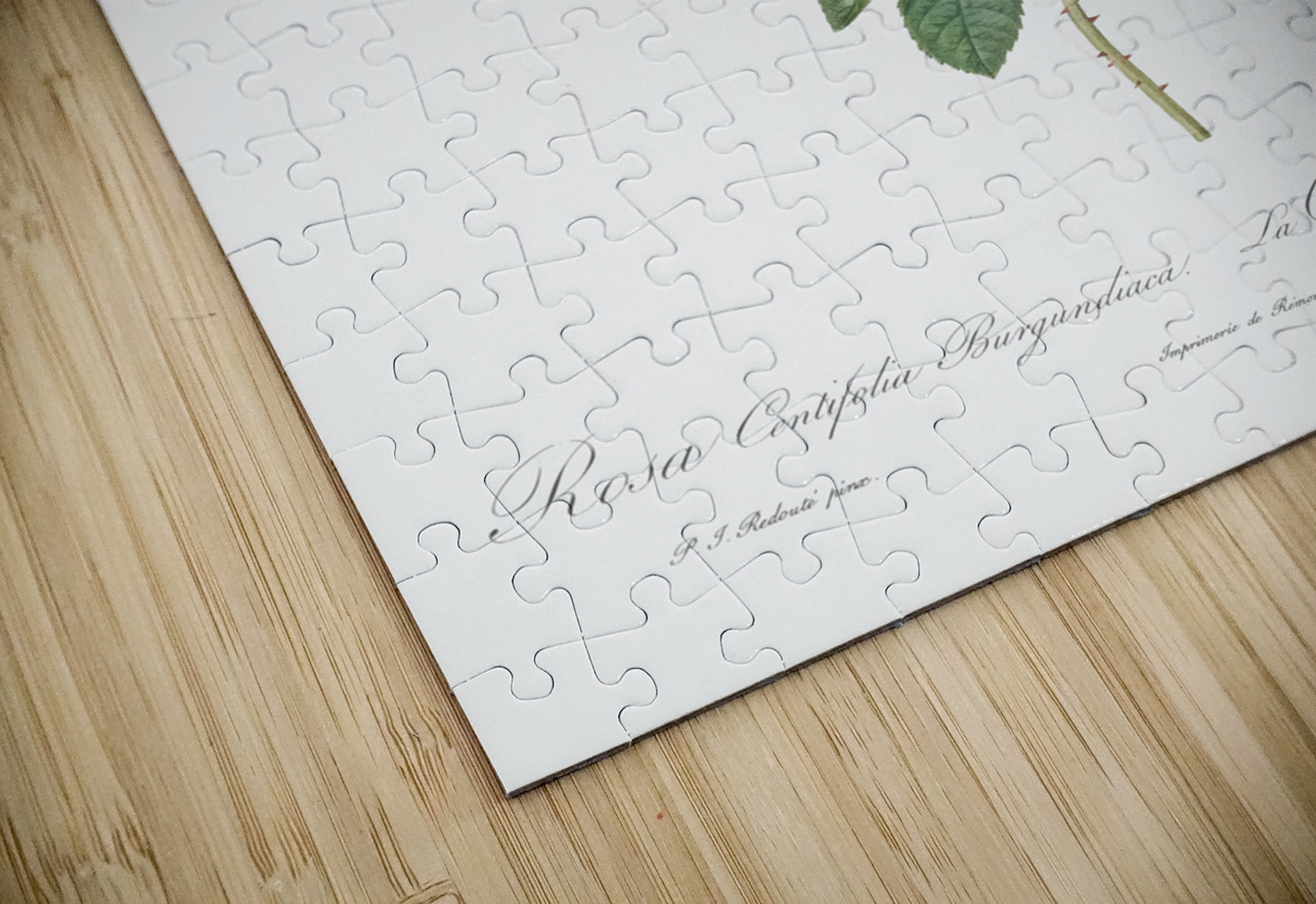 Provence rose in bloom IStockHistory com Puzzle