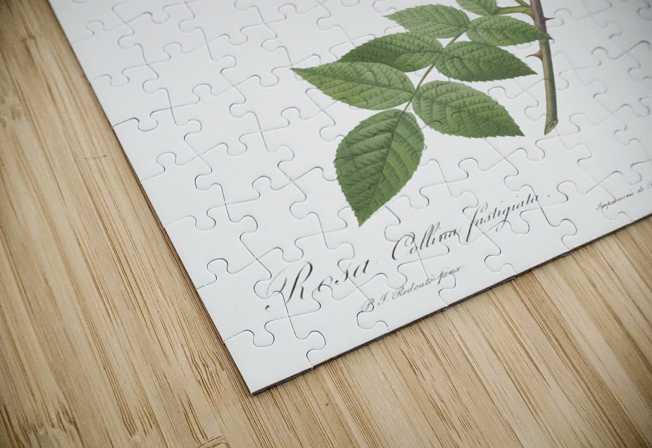 White rosa collina rose IStockHistory com Puzzle