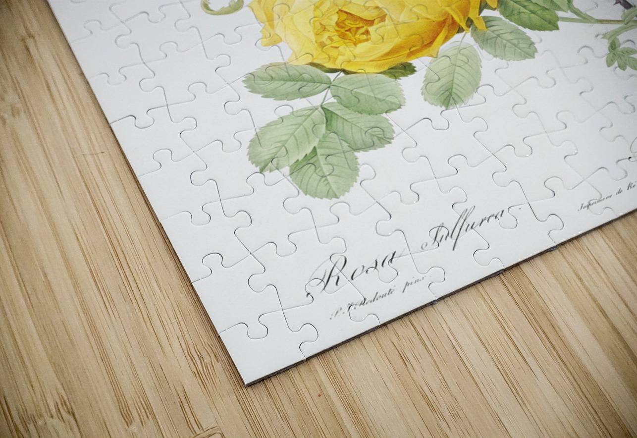 Pink Agatha rose IStockHistory com Puzzle