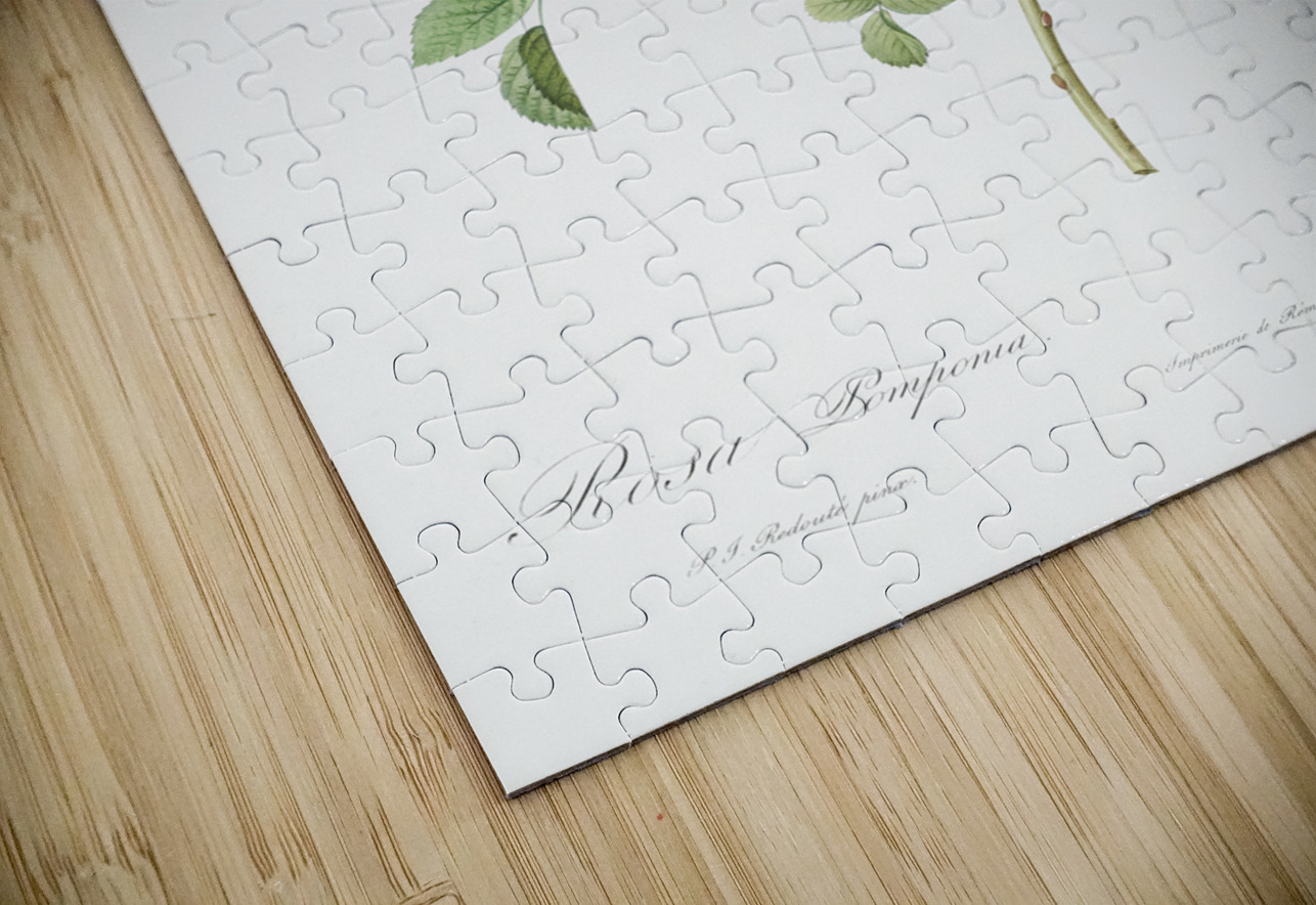 Blooming pink rosebush IStockHistory com Puzzle