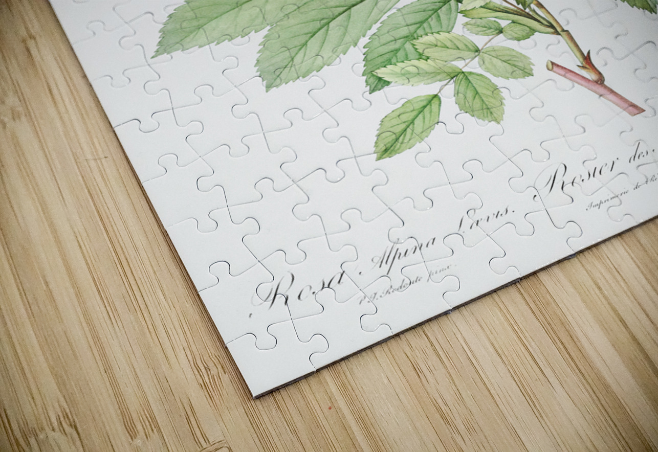 Pink alpine roses IStockHistory com Puzzle