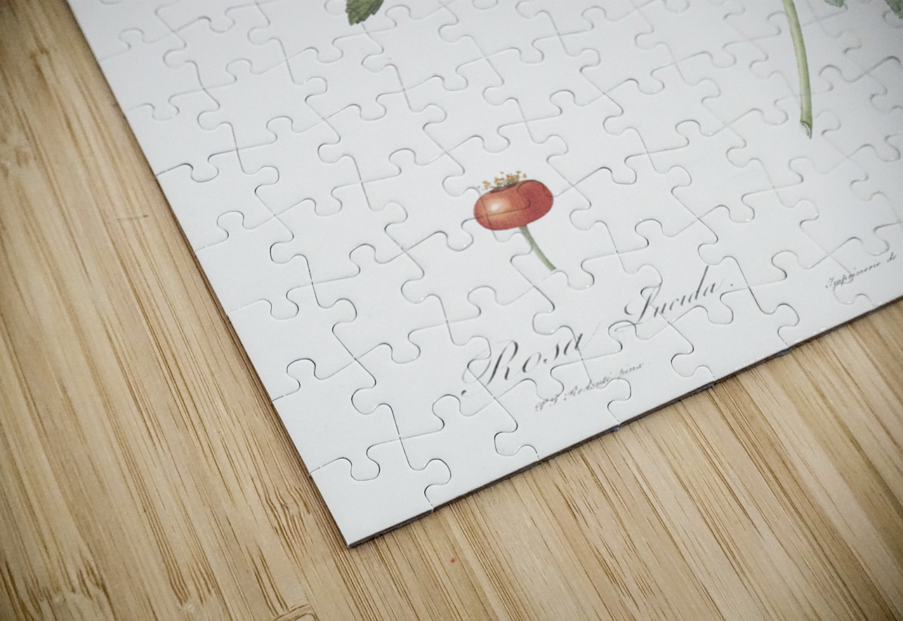 Rosa lucida rose IStockHistory com Puzzle