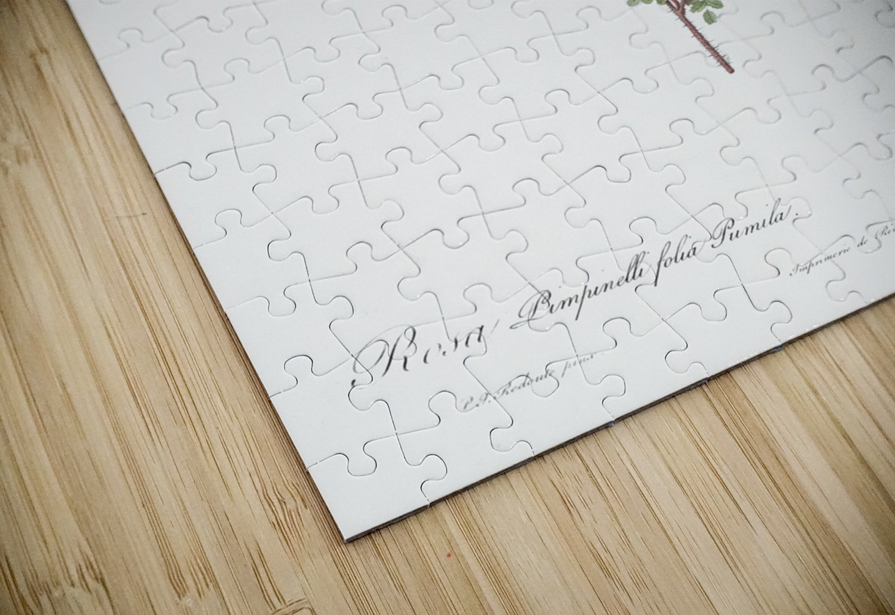 White burnet roses IStockHistory com Puzzle